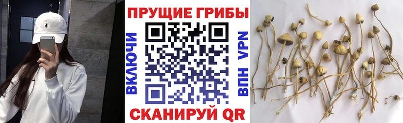 где можно купить наркотик blacksprut ONION Псилоцибиновые грибы Magic Shrooms Невинномысск